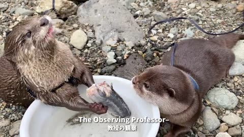 An otter with the most expressive face you've ever seen