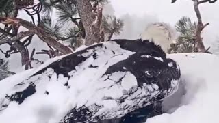 Jackie and Shadow, a famous bald eagle pair from Big Bear Valley, protect their new eaglets