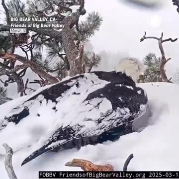 Jackie and Shadow, a famous bald eagle pair from Big Bear Valley, protect their new eaglets
