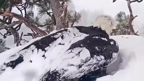 Jackie and Shadow, a famous bald eagle pair from Big Bear Valley, protect their new eaglets