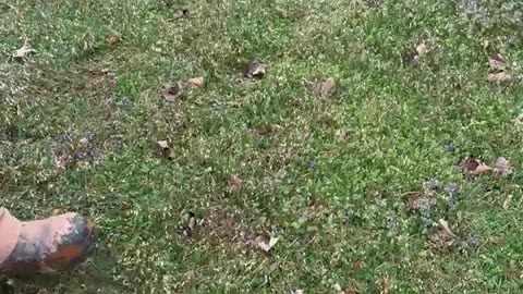 Water Bubble in the Grass