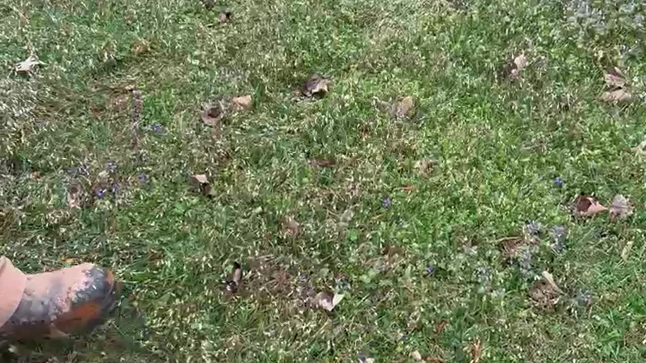 Water Bubble in the Grass