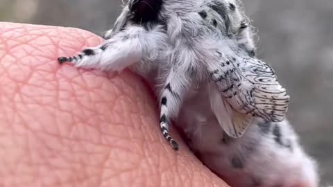 Venezuelan Poodle Moth - one of the most unusual insects in the world