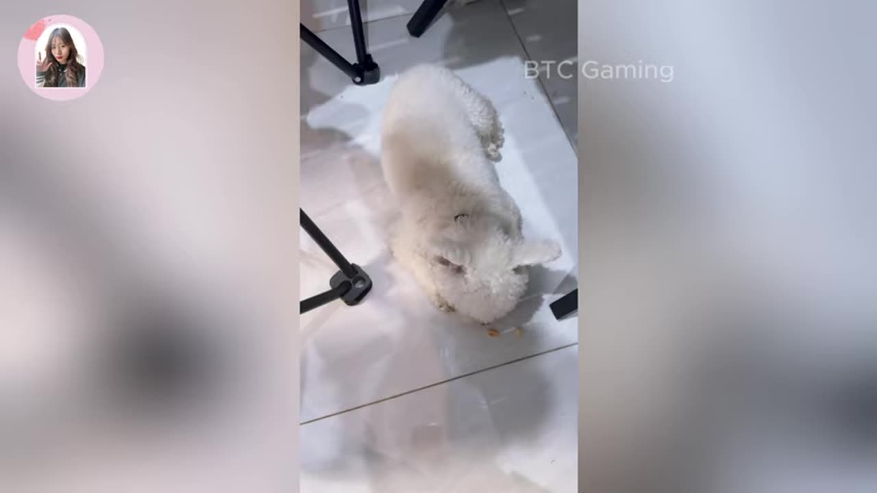 funniest-cats-and-dogs-clip-2025try-not-to-laugh-28