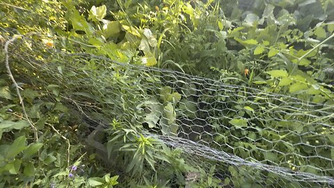 Outdoor garden for beginners