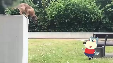 funniest Dog And Cat videos