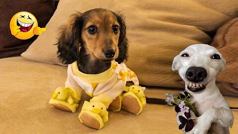 2025’s Funniest Dogs & Cats 😂 You Won’t Stop Laughing! | You Laugh You lose 😍😸😹 #Ep92