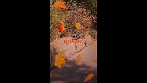 Can you see the Kitty 🐈🐾