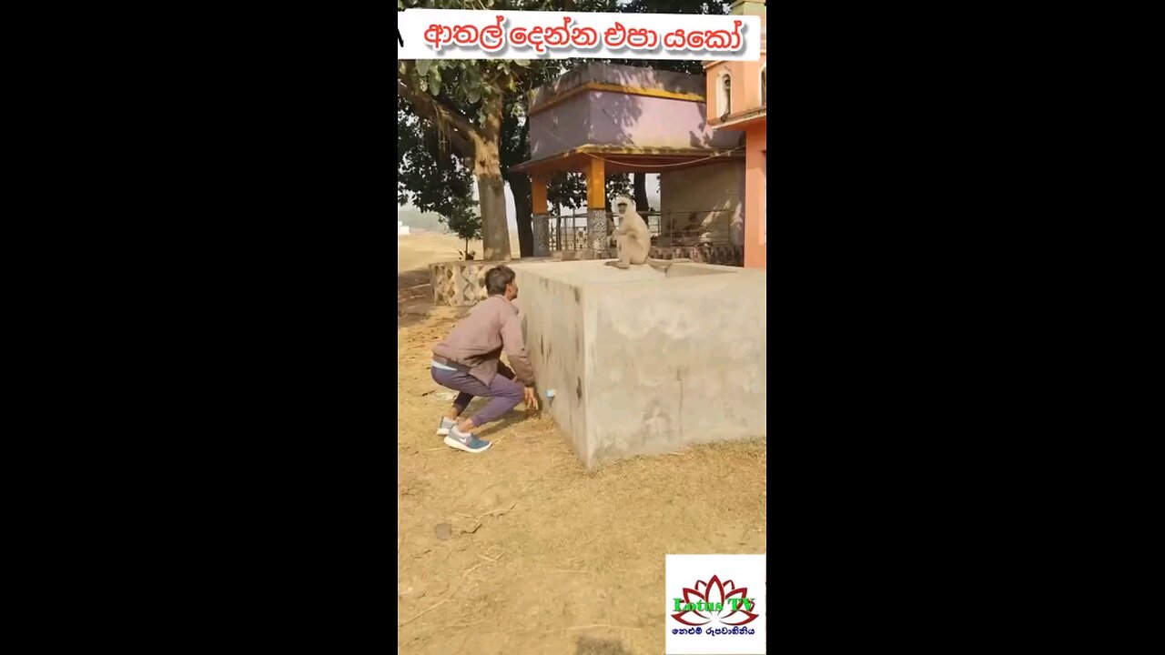 monkey scaring
