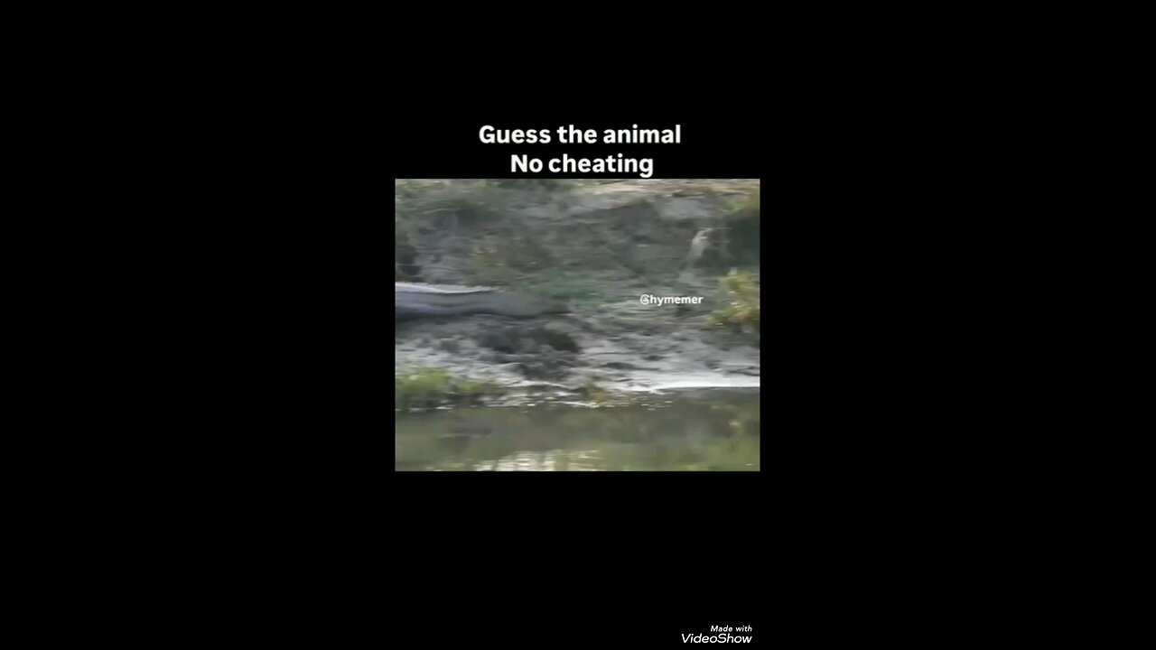 guess the animal no cheating