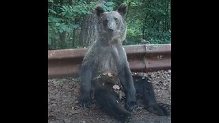 Este animal salvaje se toma todo con calma