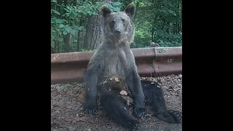 Este animal salvaje se toma todo con calma