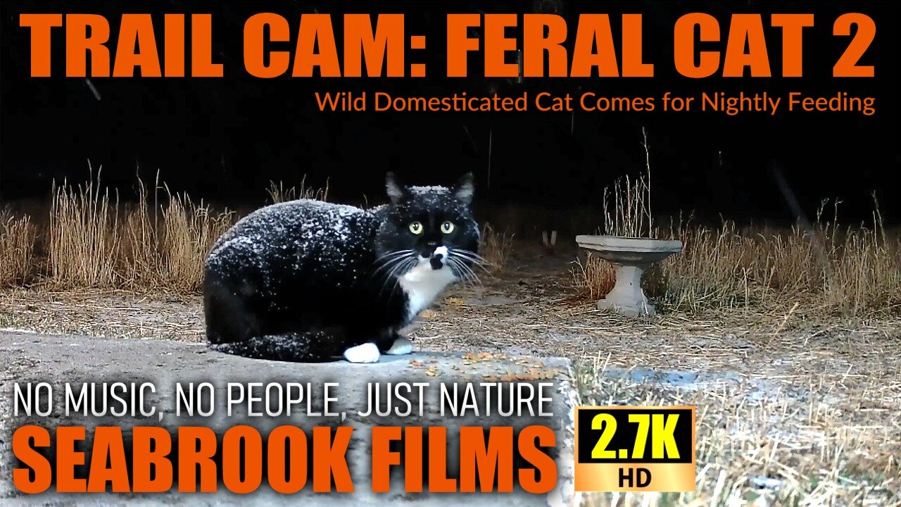 Trail Cam: Feral Cat 2 - Wild Domesticated Cat Comes for Nightly Feeding
