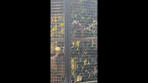 Bearded Emperor Tamarin #beardedemperortamrin #primate #shorts #followme #trending