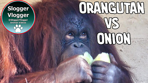Orangutan Goes Wild with an Onion Toss
