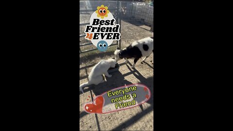 These two are besties!! Mable, the mini cow and Savy, the fearless Livestock guardian puppy.