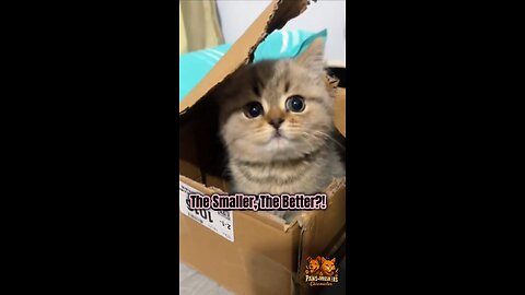 Why Do Cats OBSESS Over Tiny Boxes? 🐱📦 (Reason #3 Will Shock You!)