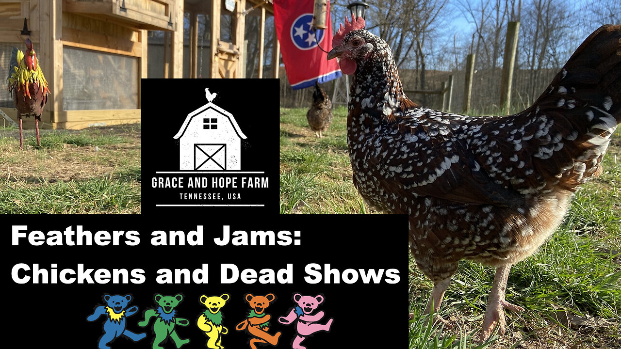 Feathers and Jams | Live Chicken Cams and Dead Shows