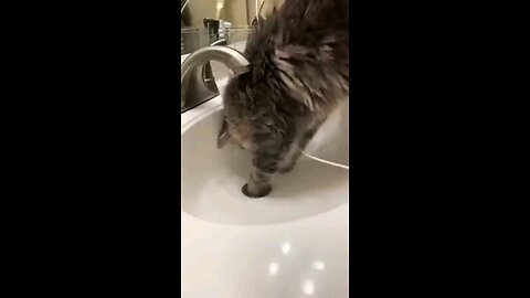 Cats helping their owners part 2🤣😂😹🫶