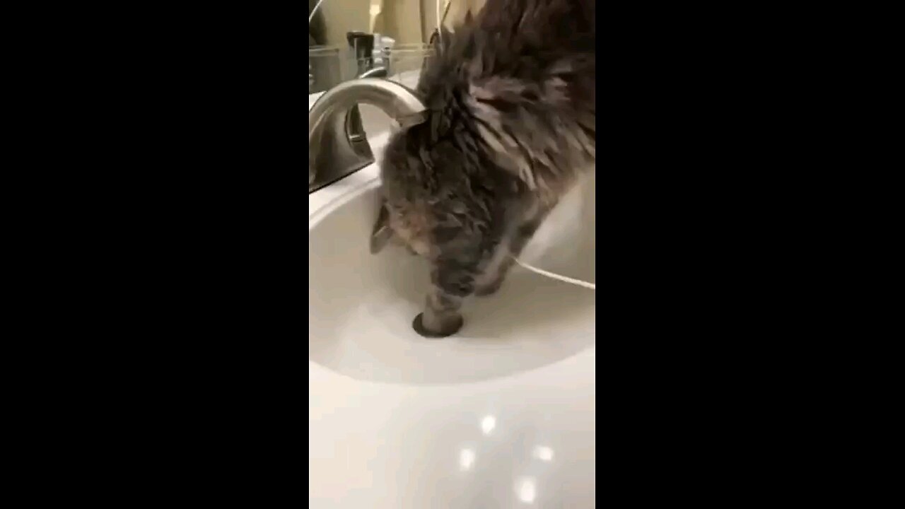 Cats helping their owners part 2🤣😂😹🫶
