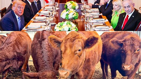Trump Peace + Red Heifer Signs 2025