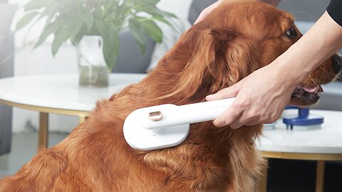 Self-Cleaning Pet Comb: Effective Hair Removal Brush for Cats and Dogs