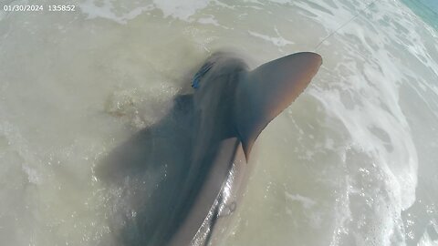 Solo Shark Fishing | Sandbar Shark Catch and Release from the Beach | Longboat Key, FL