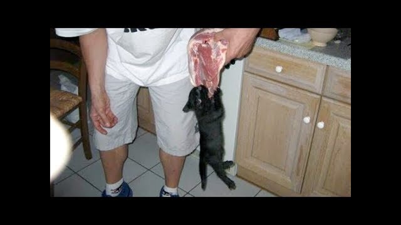 TRY NOT TO LAUGH at least ONE WHOLE MINUTE - Super FUNNY ANIMAL compilation