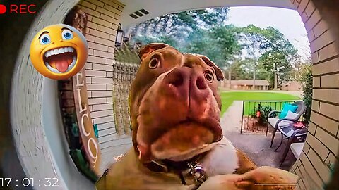 Funniest Pets of The Year