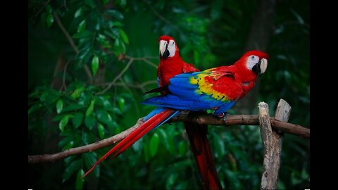 Brasil e países amazônicos vão apoiar criação de fundo para preservar florestas tropicais