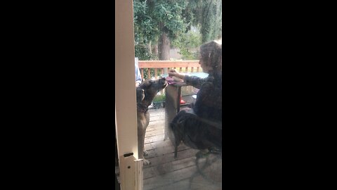 Great Danes eating Snacks