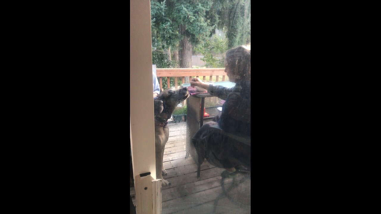 Great Danes eating Snacks