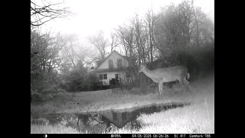 Deer Cam 04-05-2025