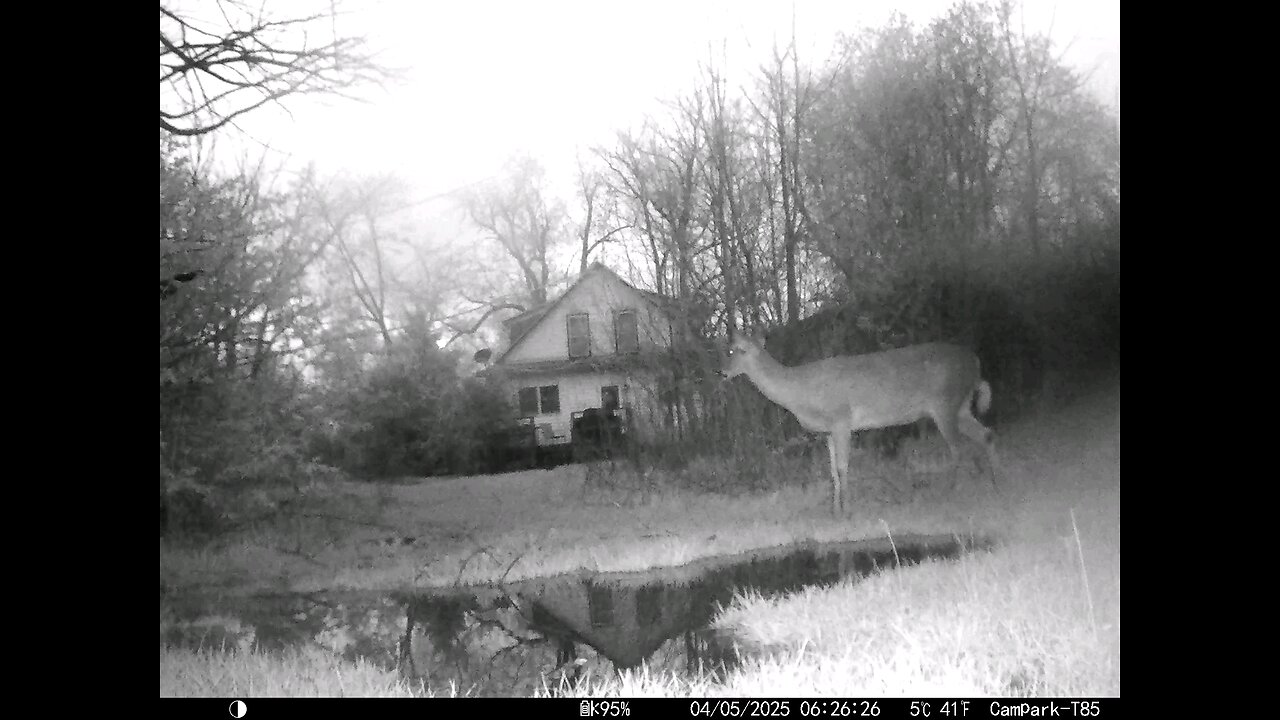 Deer Cam 04-05-2025