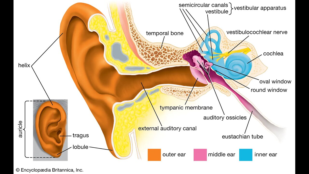 HIDDEN POWER IN OUR INNER EAR
