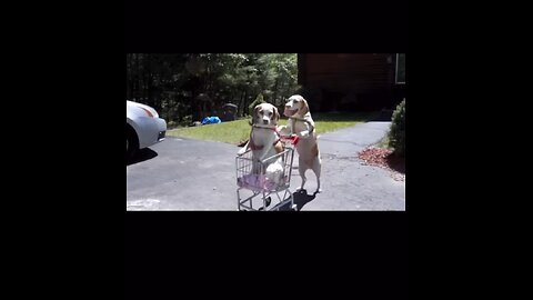 Dogs' Epic Shopping Cart Voyage funny