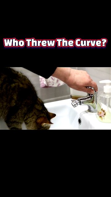 Whiskers in Tow: Decoding Why Your Cat Follows You to the Bathroom