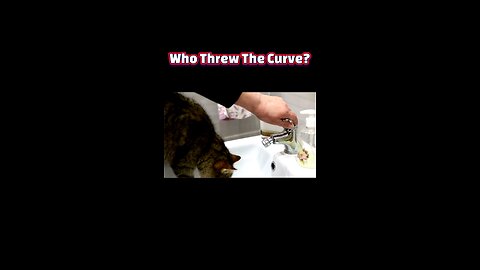 Whiskers in Tow: Decoding Why Your Cat Follows You to the Bathroom
