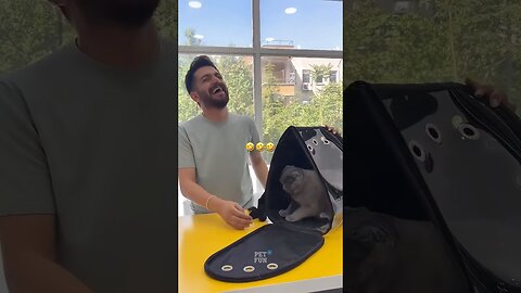 Animals Funny Compilation #funnyanimals #animals #pets #shorts