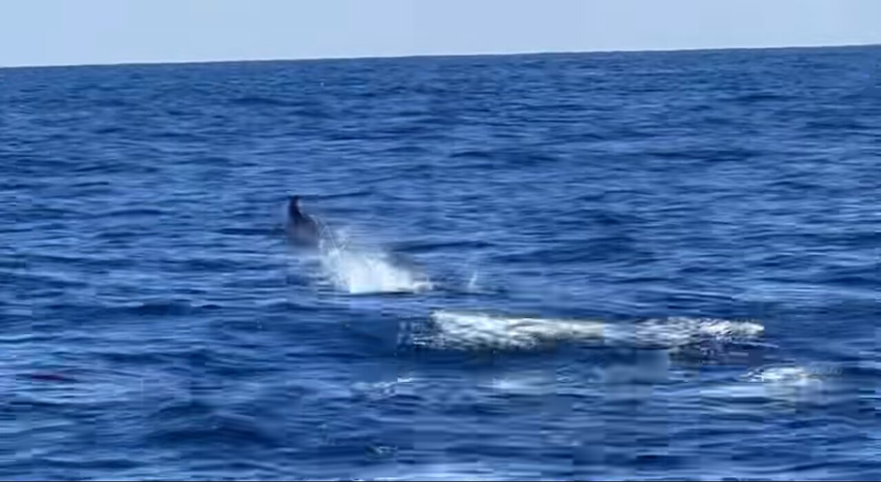Marlin can’t run from Gemach Offshore AI