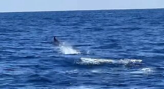 Marlin can’t run from Gemach Offshore AI