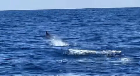 Marlin can’t run from Gemach Offshore AI