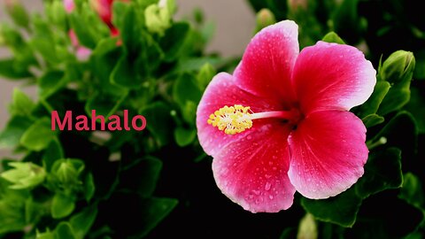 Mahalo