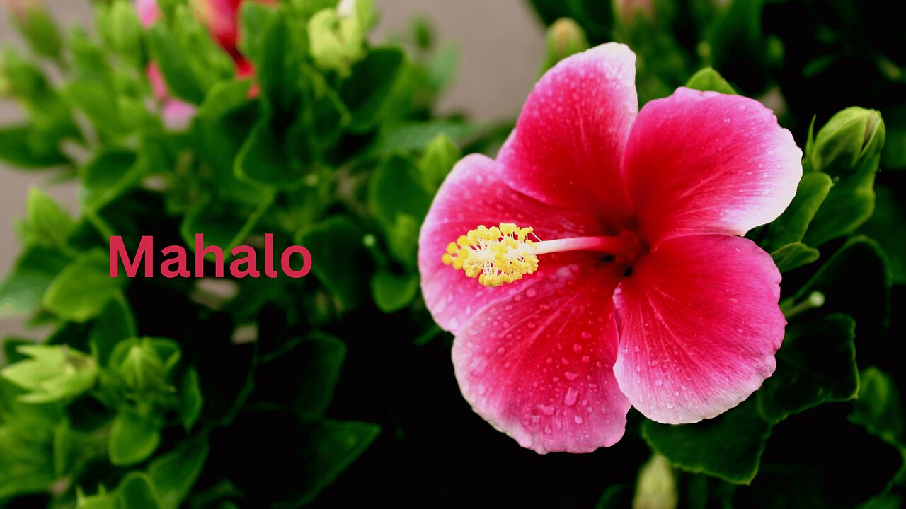Mahalo