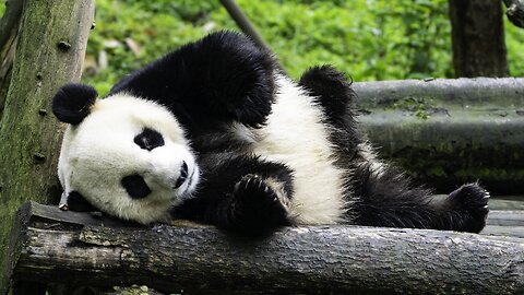 Cute pandas ❤️😂