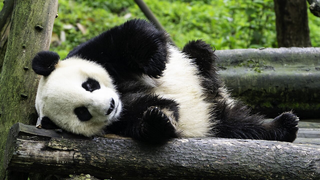 Cute pandas ❤️😂