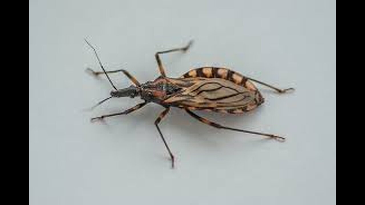 Grandes tueuses : La maladie de Chagas | Inserm [Flokossama]