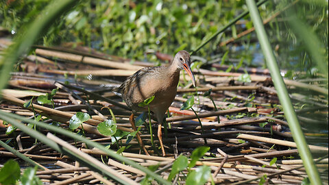 Elusive Ridgeway's Rail Sighted
