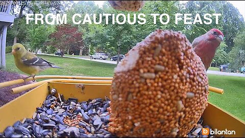 One Bird Ruled the Bird-feeder Cam this Week but there was Drama and Competition for the Bird Food