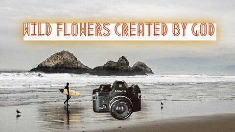 Wild flowers series: Pure & Fresh